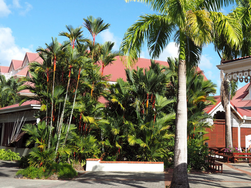 Palmen von Martinique