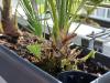 Balkonpflanzen - Tropenpflanzen