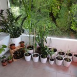 Tropenpflanzen