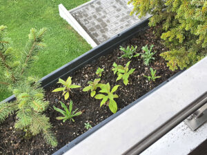 Balkonpflanzen - Tropenpflanzen